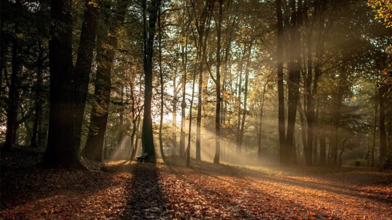 5 ideas simples para la fotografía de bosques encantados